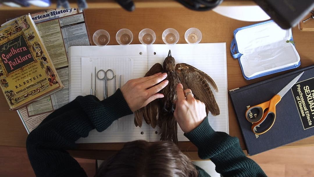 Excision backdrop 14