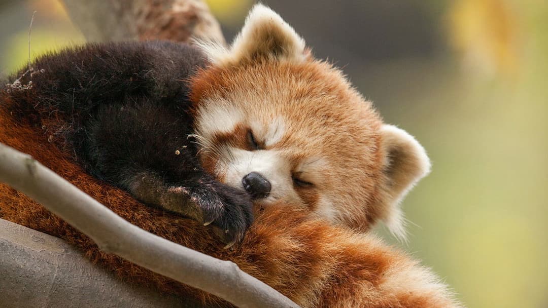 Born in China backdrop 6