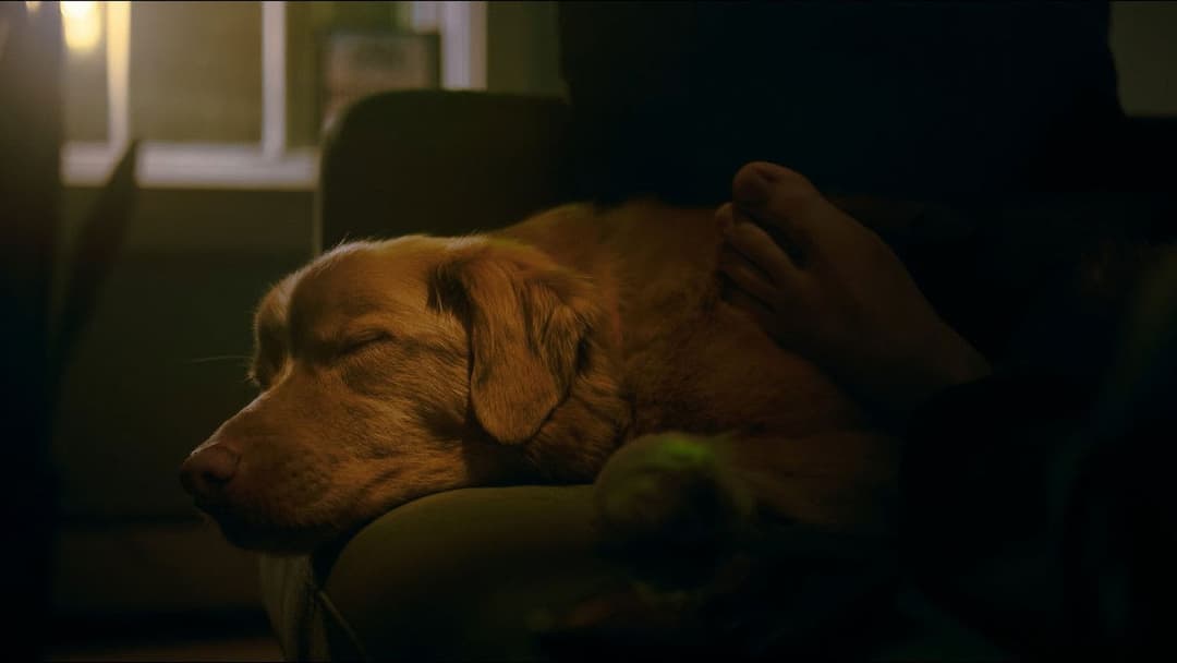 Good Boy - Trust His Instincts backdrop 17