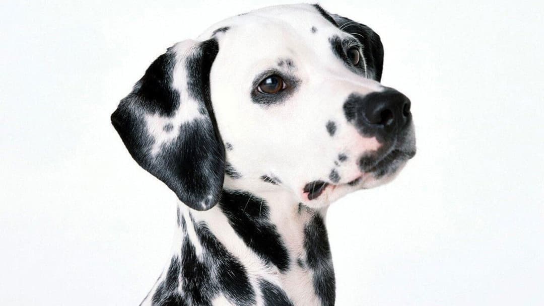 101 Dalmatiner backdrop 8