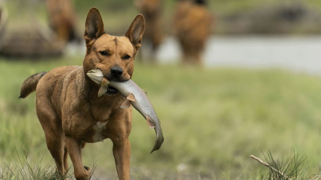 Здобич backdrop 11