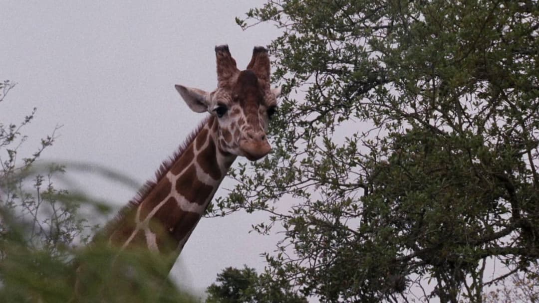 Ейс Вентура: Поклик природи backdrop 11