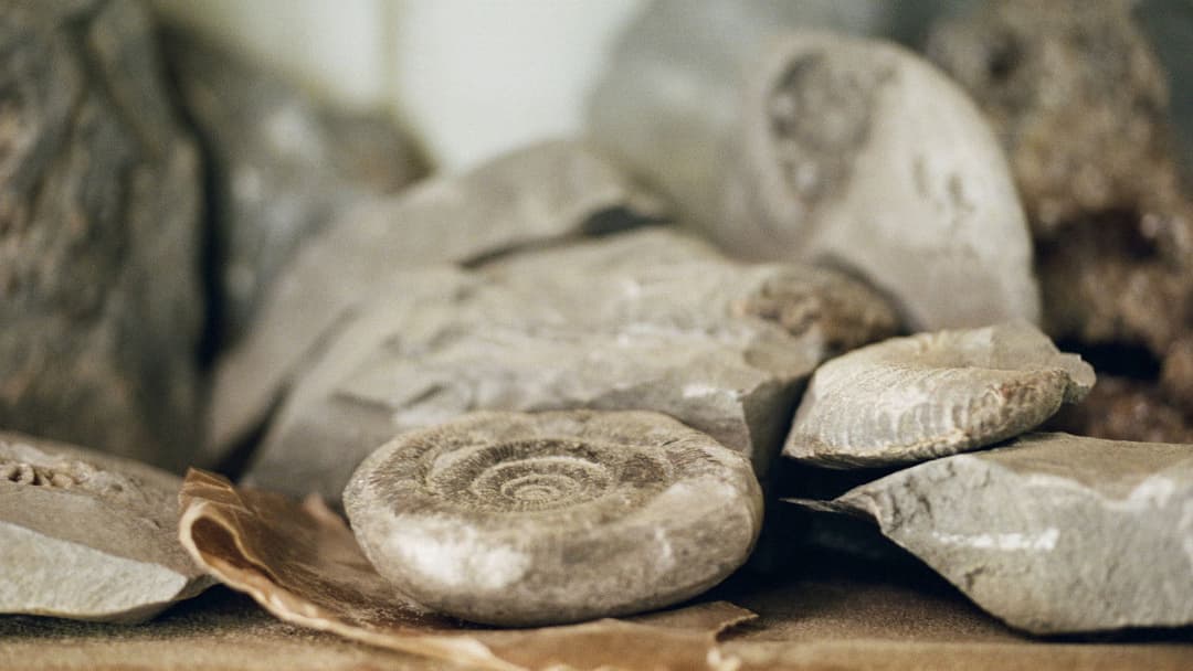 Ammonite backdrop 12