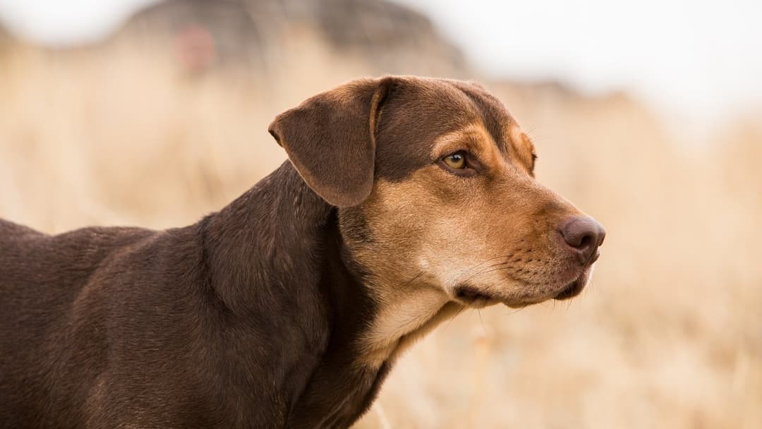 Шлях додому backdrop 9