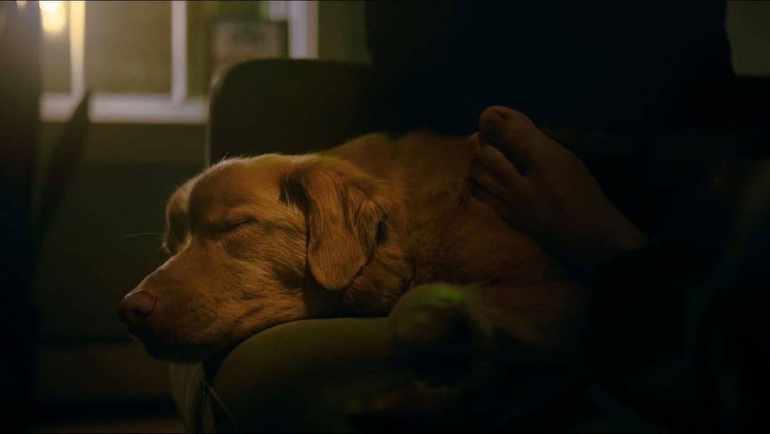 Good Boy - Trust His Instincts backdrop 4