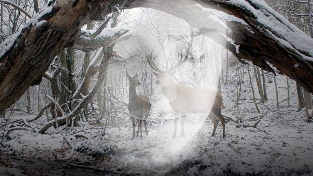 Körper und Seele backdrop 3