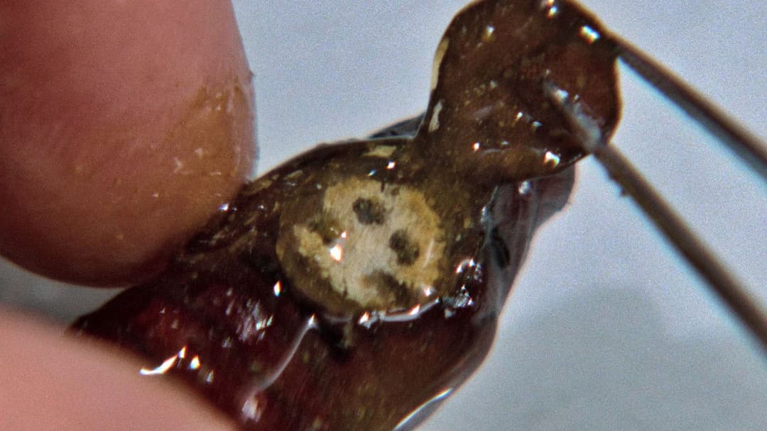 Мовчання ягнят backdrop 19