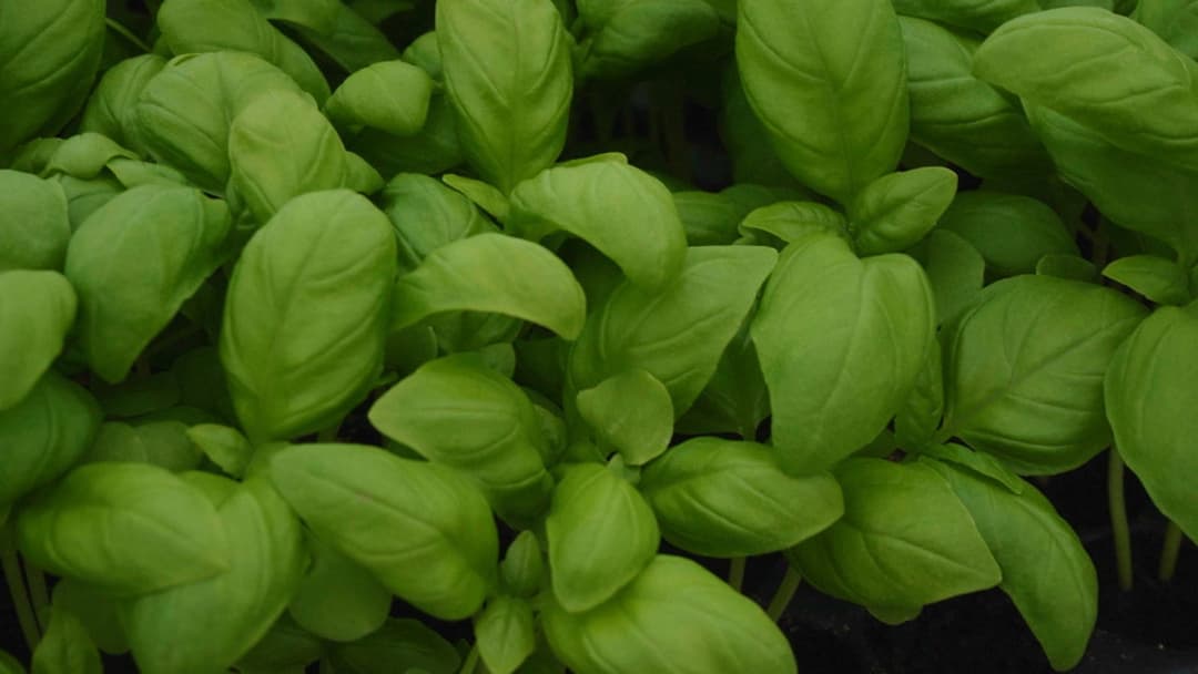 The Happy Pear: Living Like You're Going To Die backdrop 4