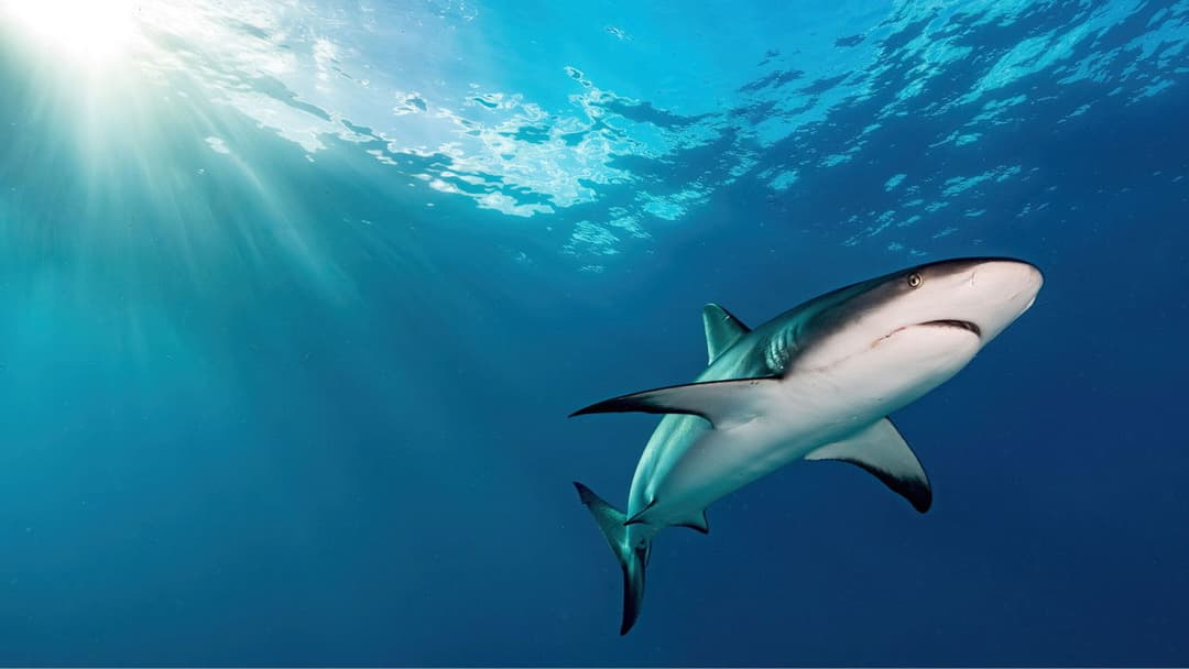 Unsere Ozeane backdrop 7