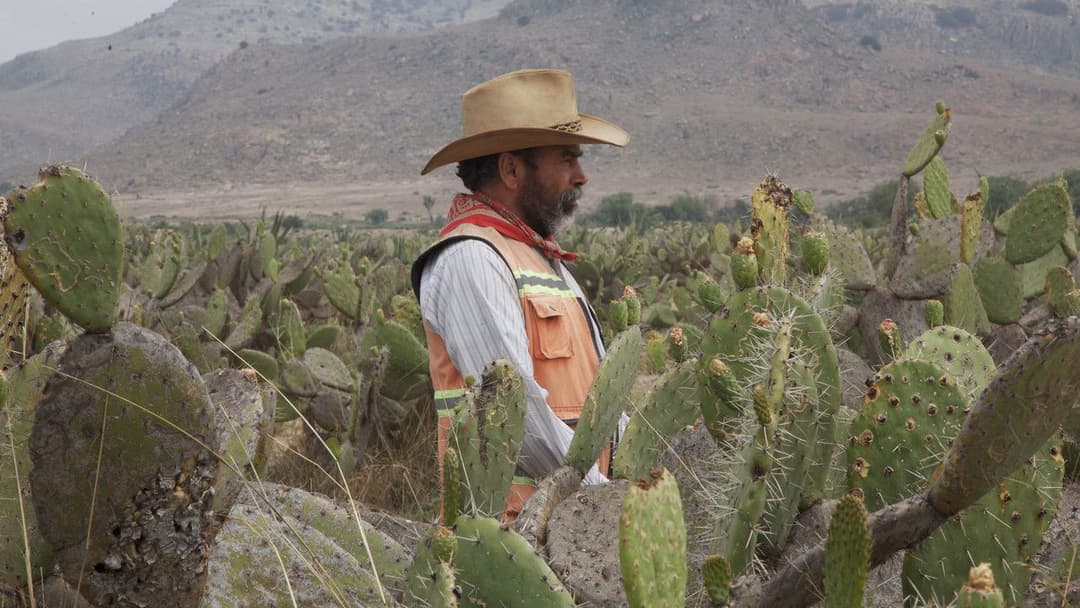 La delgada línea amarilla backdrop 2