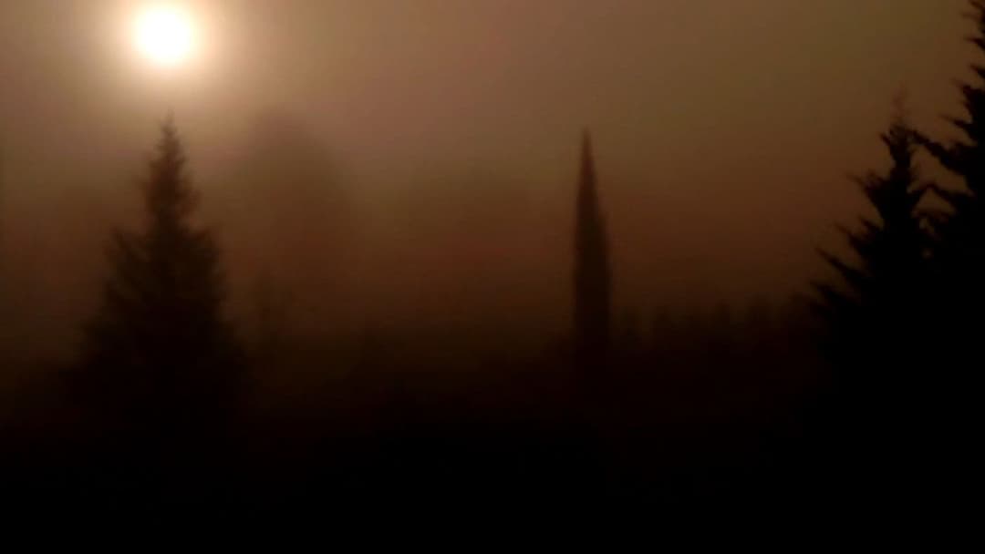 Dry Leaf backdrop 20