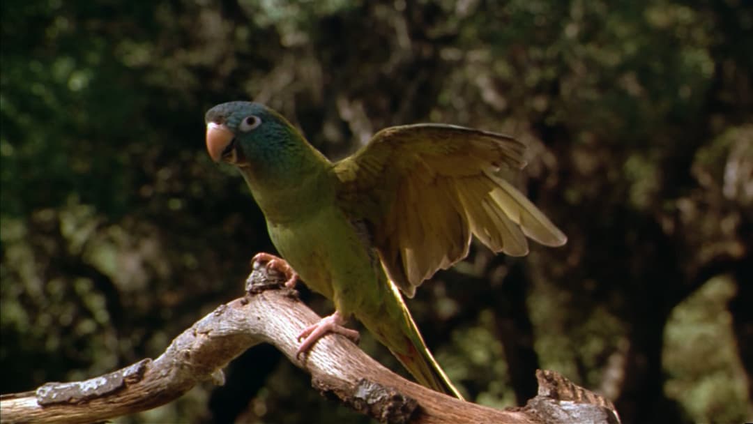 Paulie - Ein Plappermaul macht seinen Weg backdrop 8