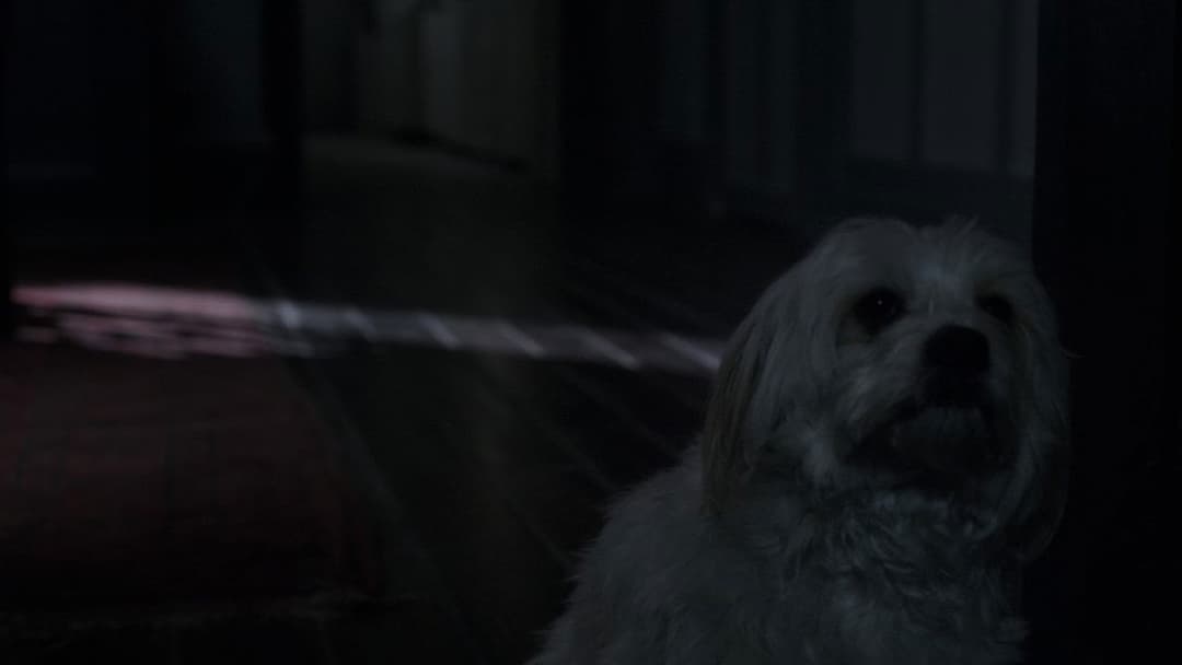 Der Babadook backdrop 20