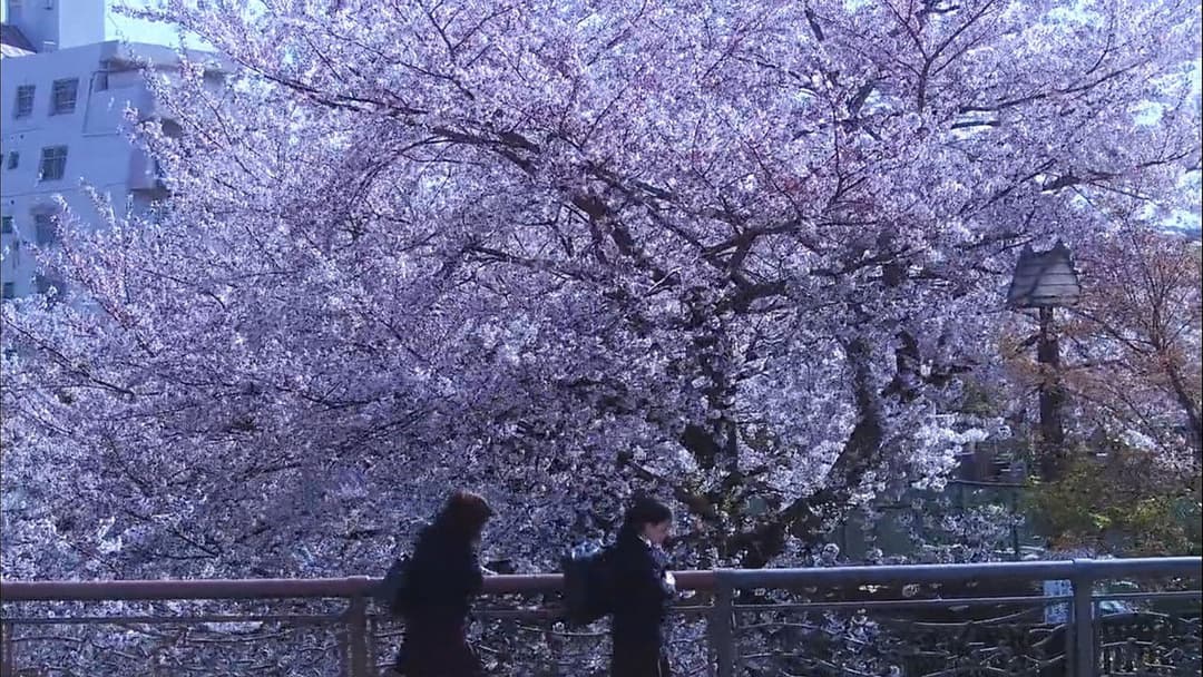 花とアリス backdrop 8