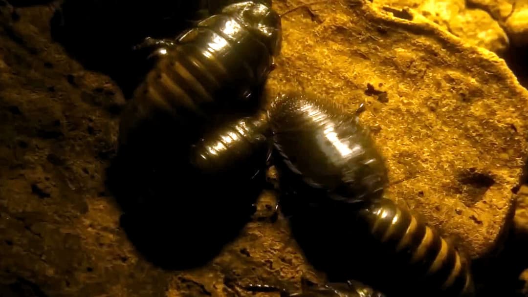 Spiders - Ihr Biss ist der Tod backdrop 17