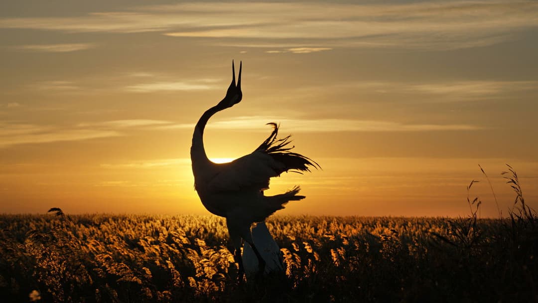 Born in China backdrop 7