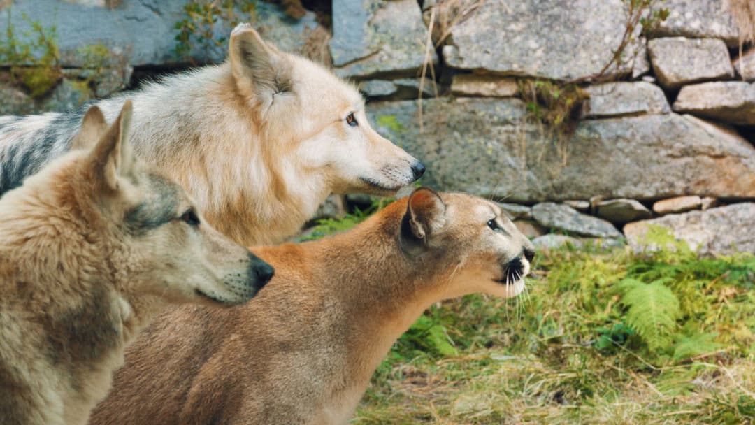 Хранителі лісу 2 backdrop 7