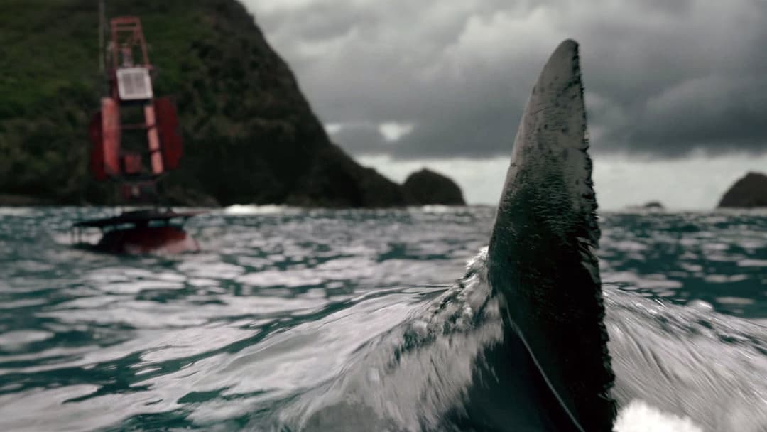 The Shallows backdrop 9