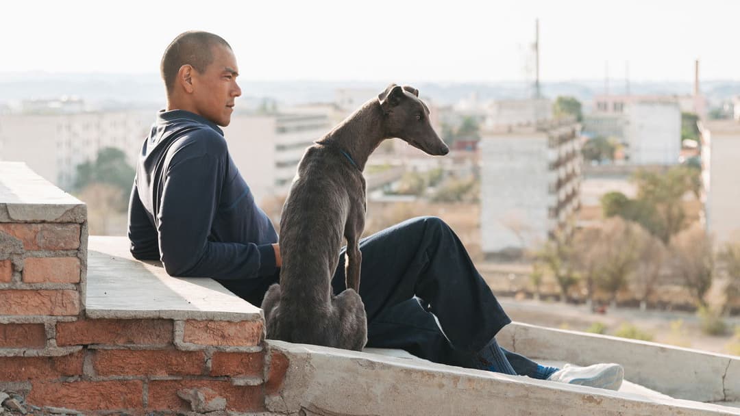 Black Dog - Weggefährten backdrop 19