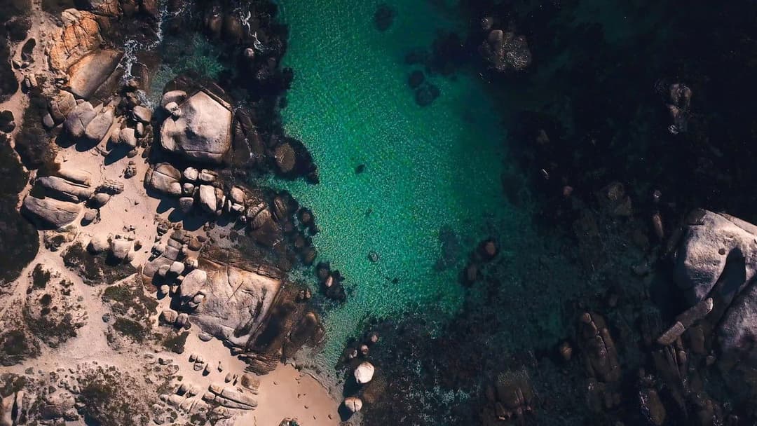 Мій учитель - восьминіг backdrop 7