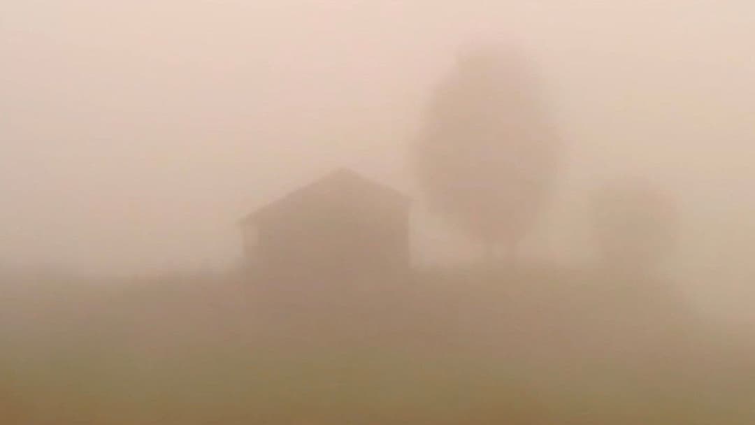 Dry Leaf backdrop 15