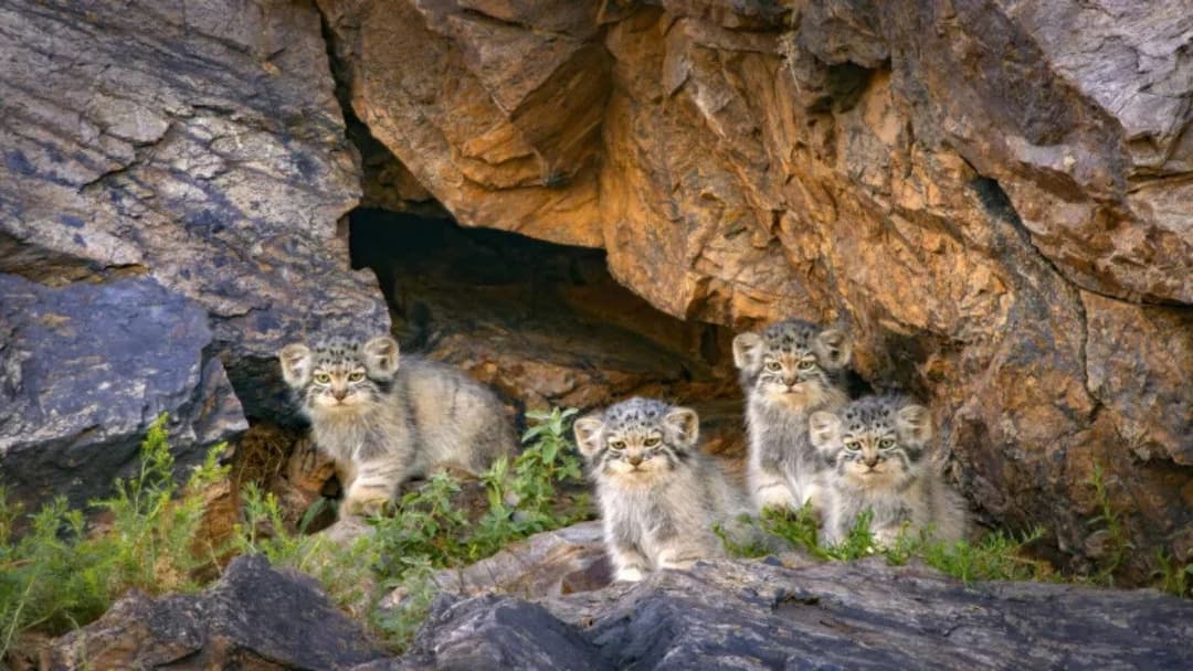 Royaumes d'Asie backdrop 2