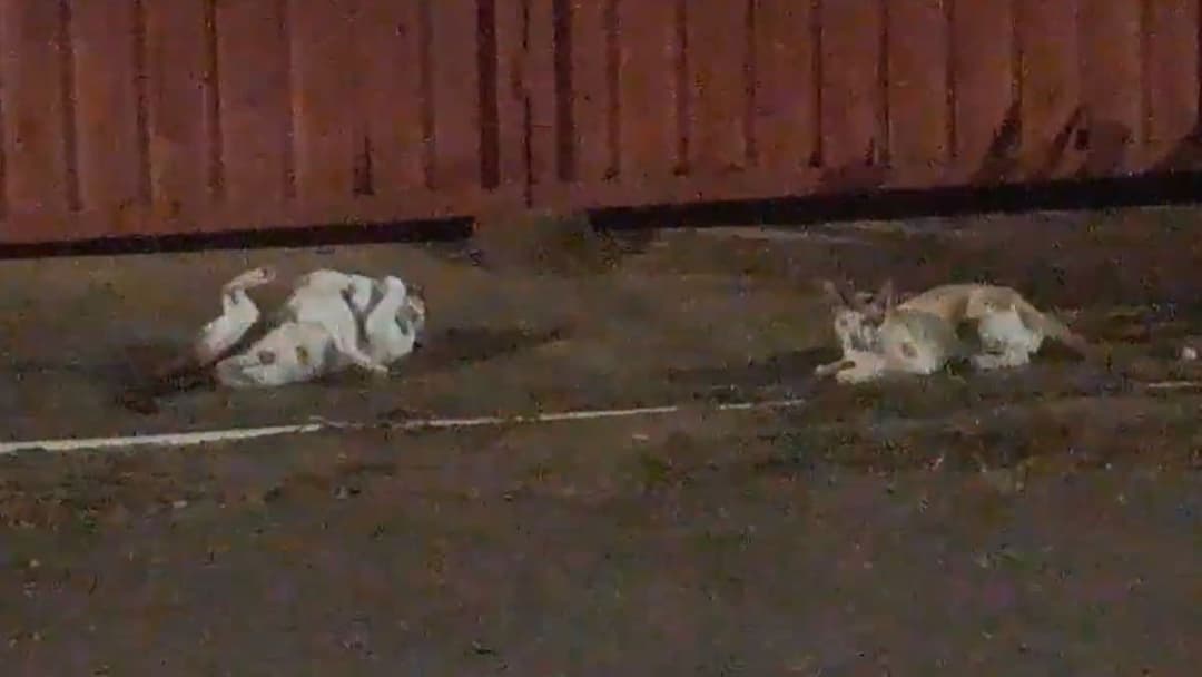 Cats and Cameras backdrop 3