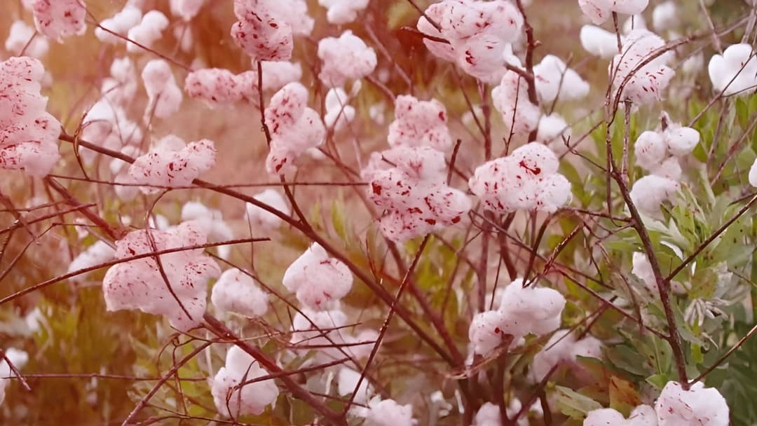 Джанґо вільний backdrop 18