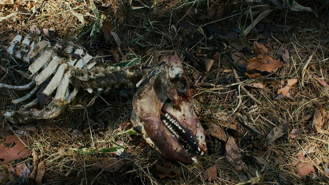 Evil Does Not Exist backdrop 10