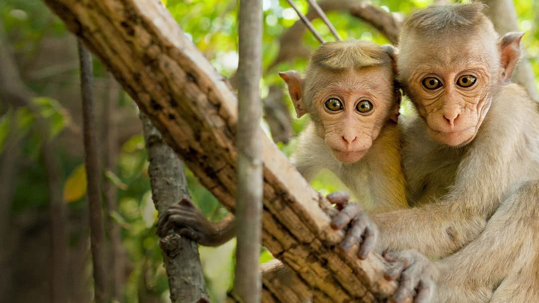 Monkey Kingdom backdrop 3