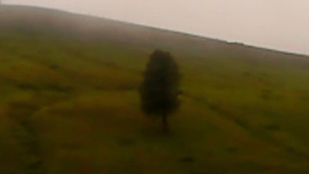 Dry Leaf backdrop 11