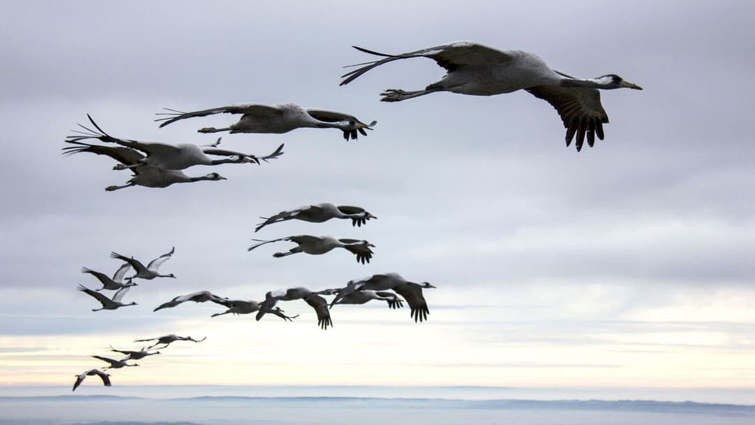 Unsere Wildnis backdrop 3