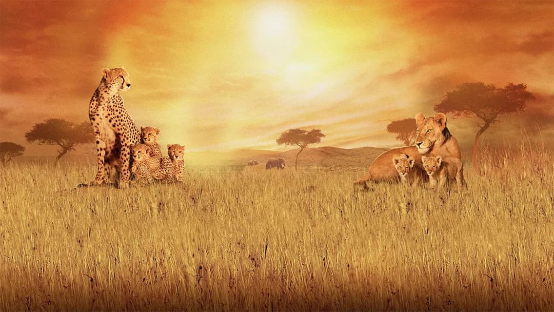 Африканські кішки backdrop 2