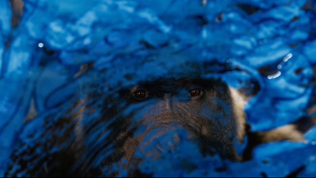 Айван, єдиний і неповторний backdrop 12