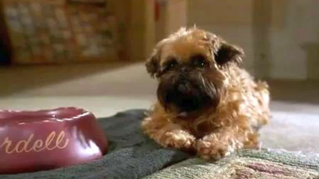 Краще не буває backdrop 4