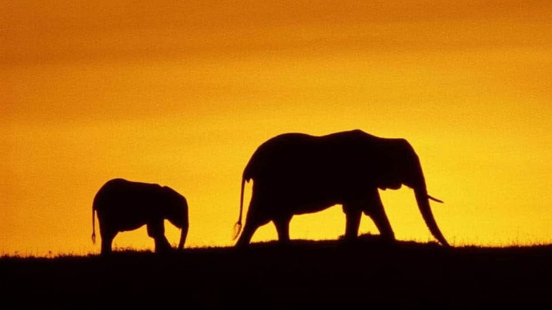 Земля backdrop 14