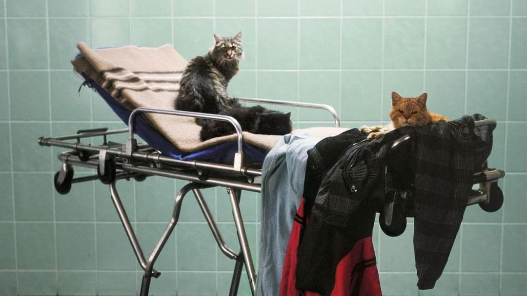 Moartea domnului Lăzărescu backdrop 1