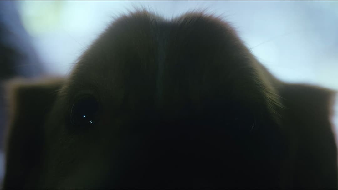 Good Boy - Trust His Instincts backdrop 20