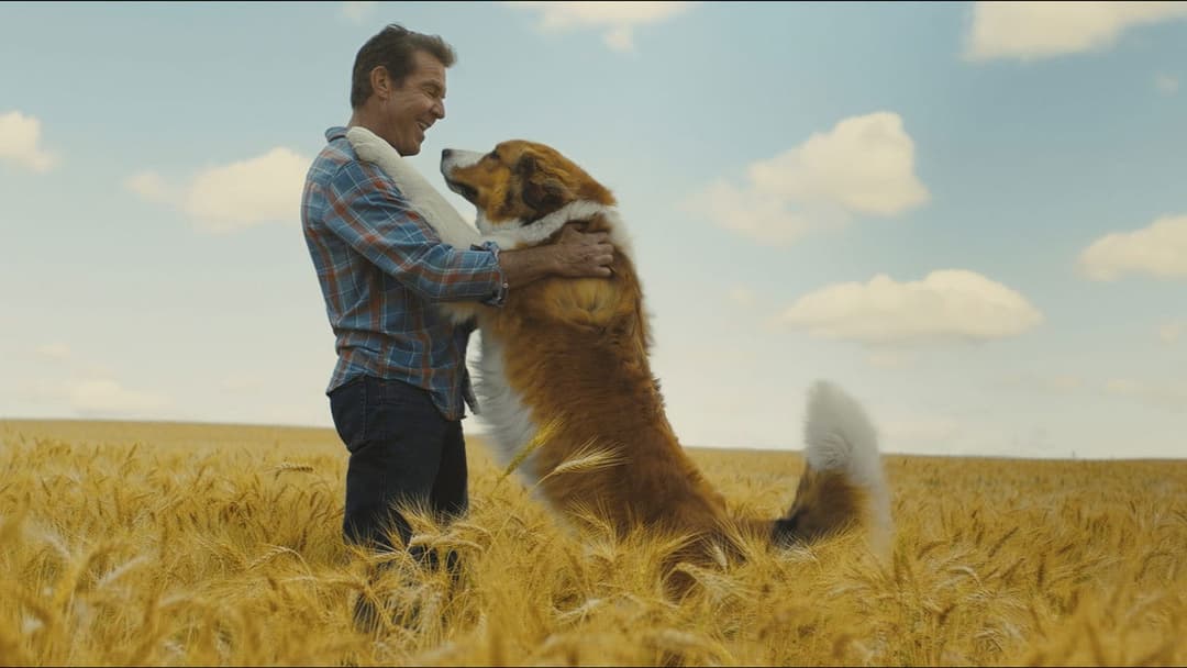 Подорож хорошого пса backdrop 5