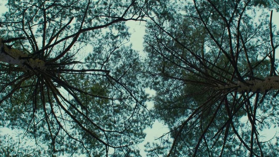 Evil Does Not Exist backdrop 18