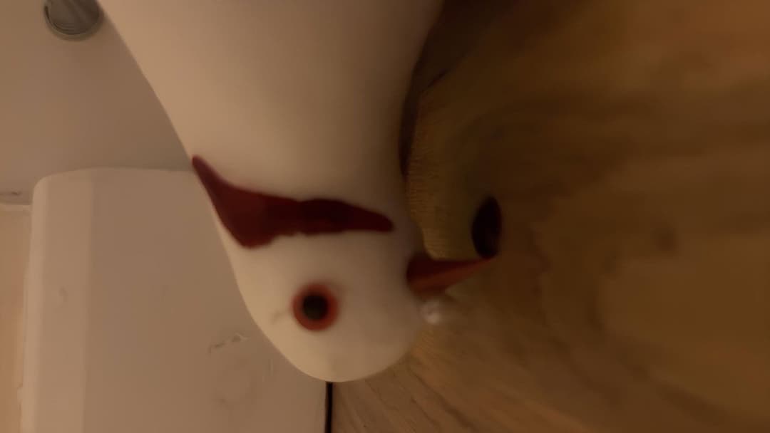 Bird, Oh Bird backdrop 1