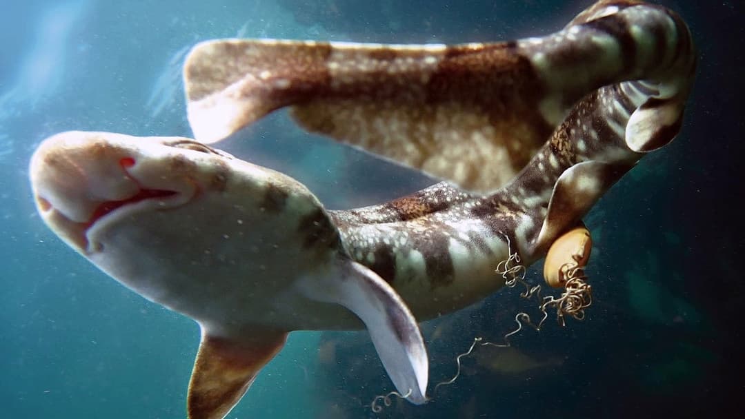 Мій учитель - восьминіг backdrop 12