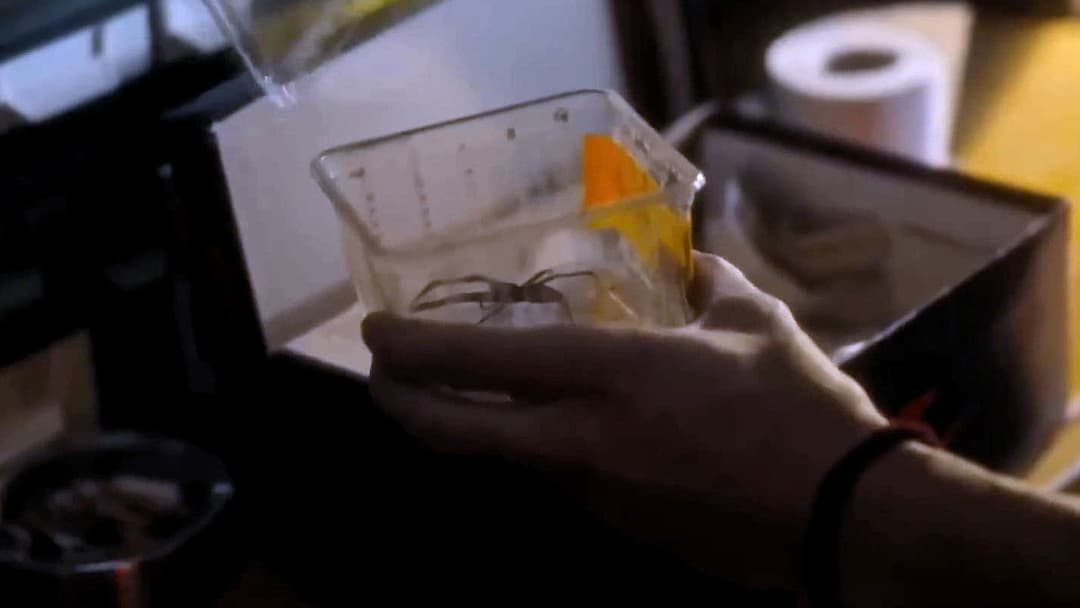 Spiders - Ihr Biss ist der Tod backdrop 14