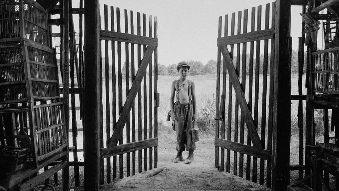 Пофарбоване пташеня backdrop 16