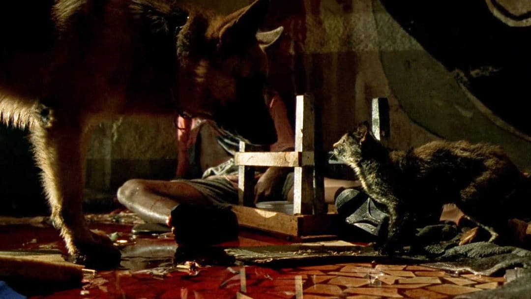 Карандіру backdrop 3