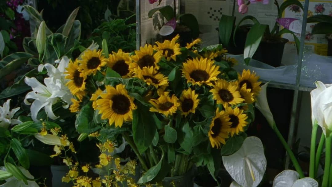 Hana-bi - Feuerblume backdrop 8