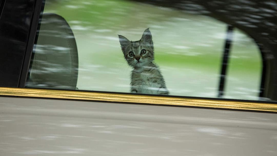 Кіану backdrop 12