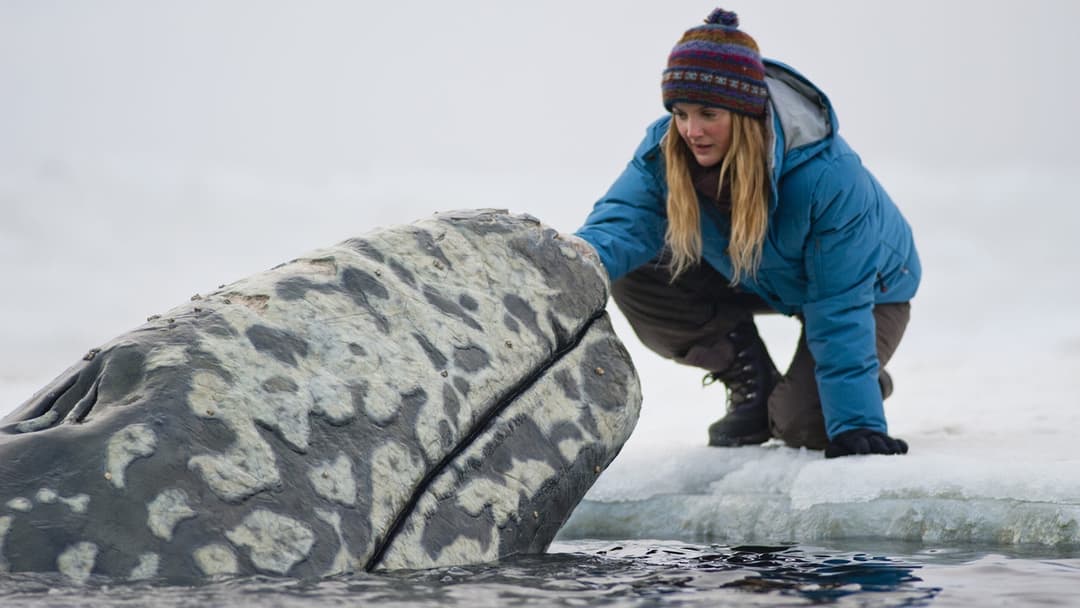 Der Ruf der Wale backdrop 5