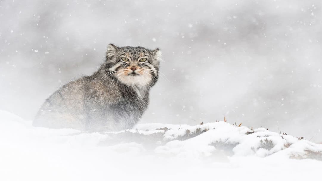 Der Schneeleopard backdrop 15