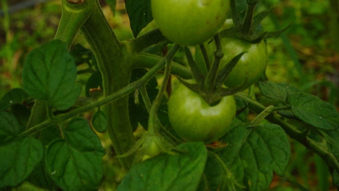 The Happy Pear: Living Like You're Going To Die backdrop 3